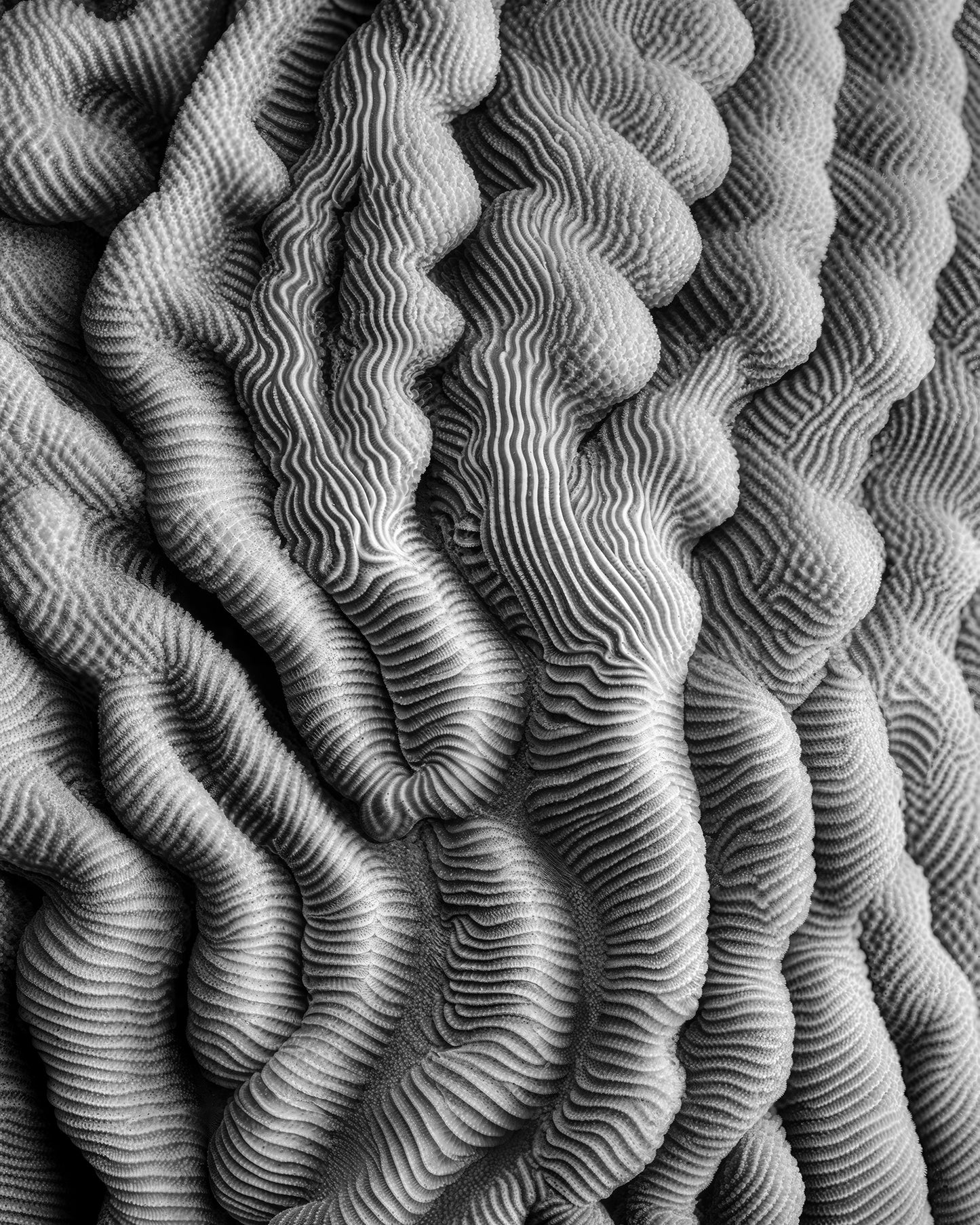 JOAN FONTCUBERTA - Pachyseris gigeriana