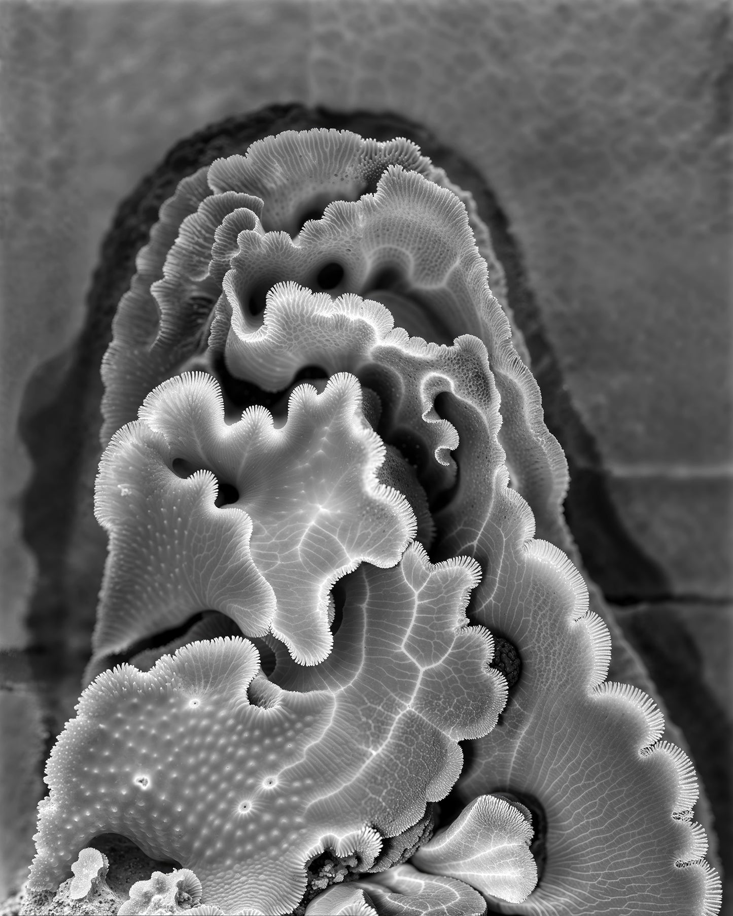 JOAN FONTCUBERTA - Sarcophyton trocheliophorum