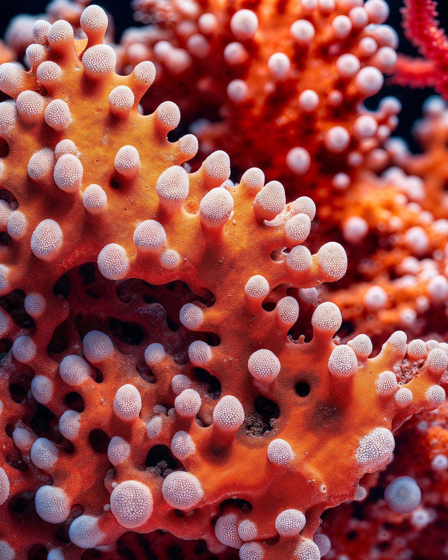 JOAN FONTCUBERTA - Alcyonium mugronensis