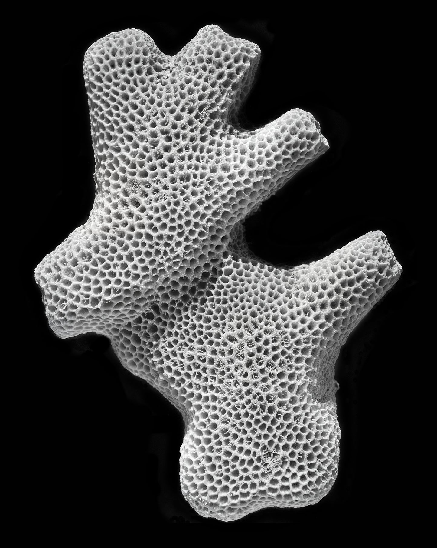 JOAN FONTCUBERTA - Stylophora imperatoris
