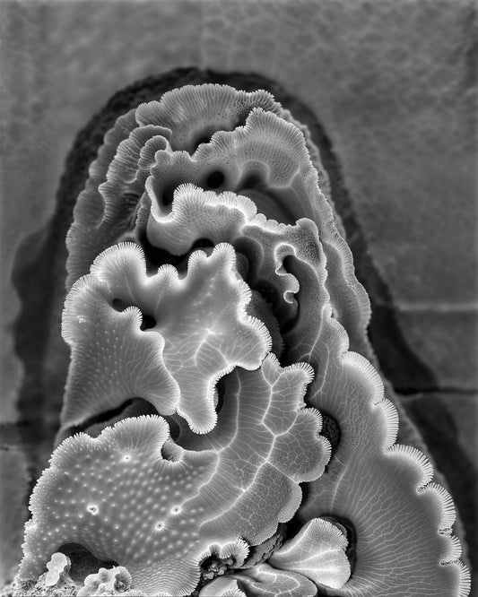 JOAN FONTCUBERTA - Sarcophyton trocheliophorum