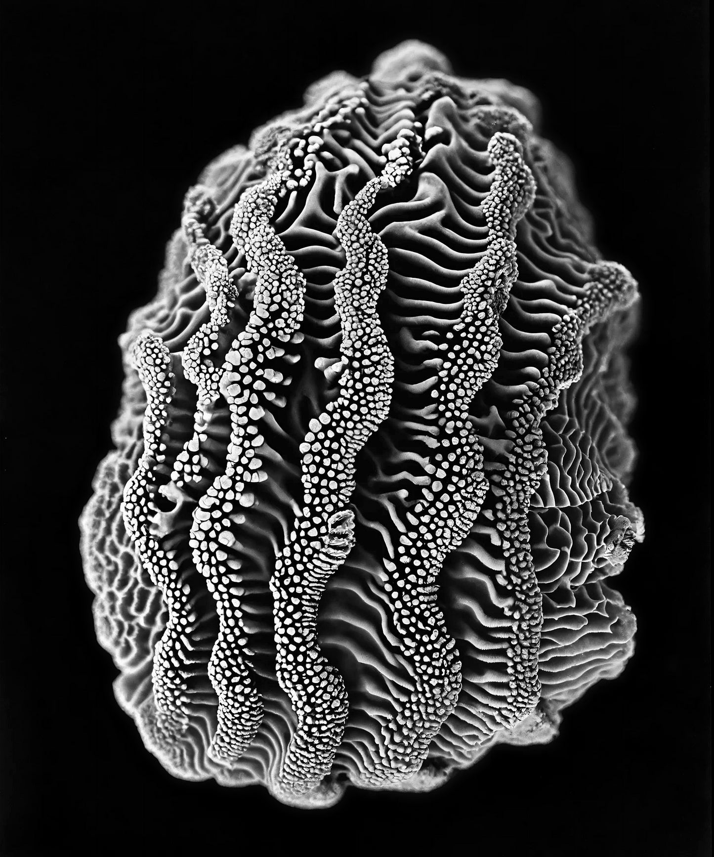 JOAN FONTCUBERTA - Microantozous galapagensis